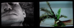 /user_files/images/public_program/fern2monitor_2_xl.jpg