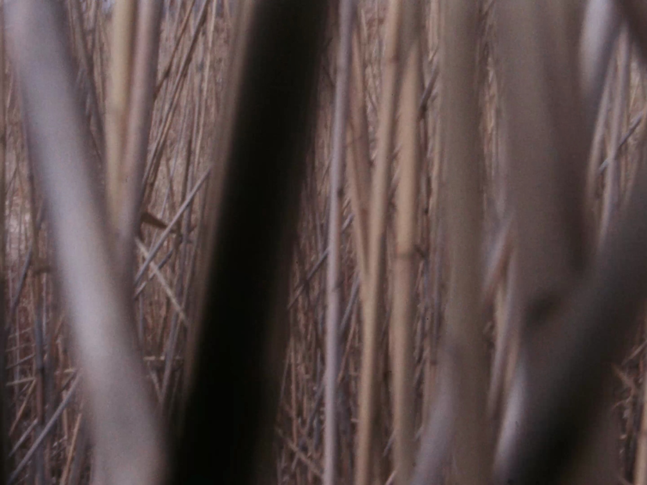 Swamp
