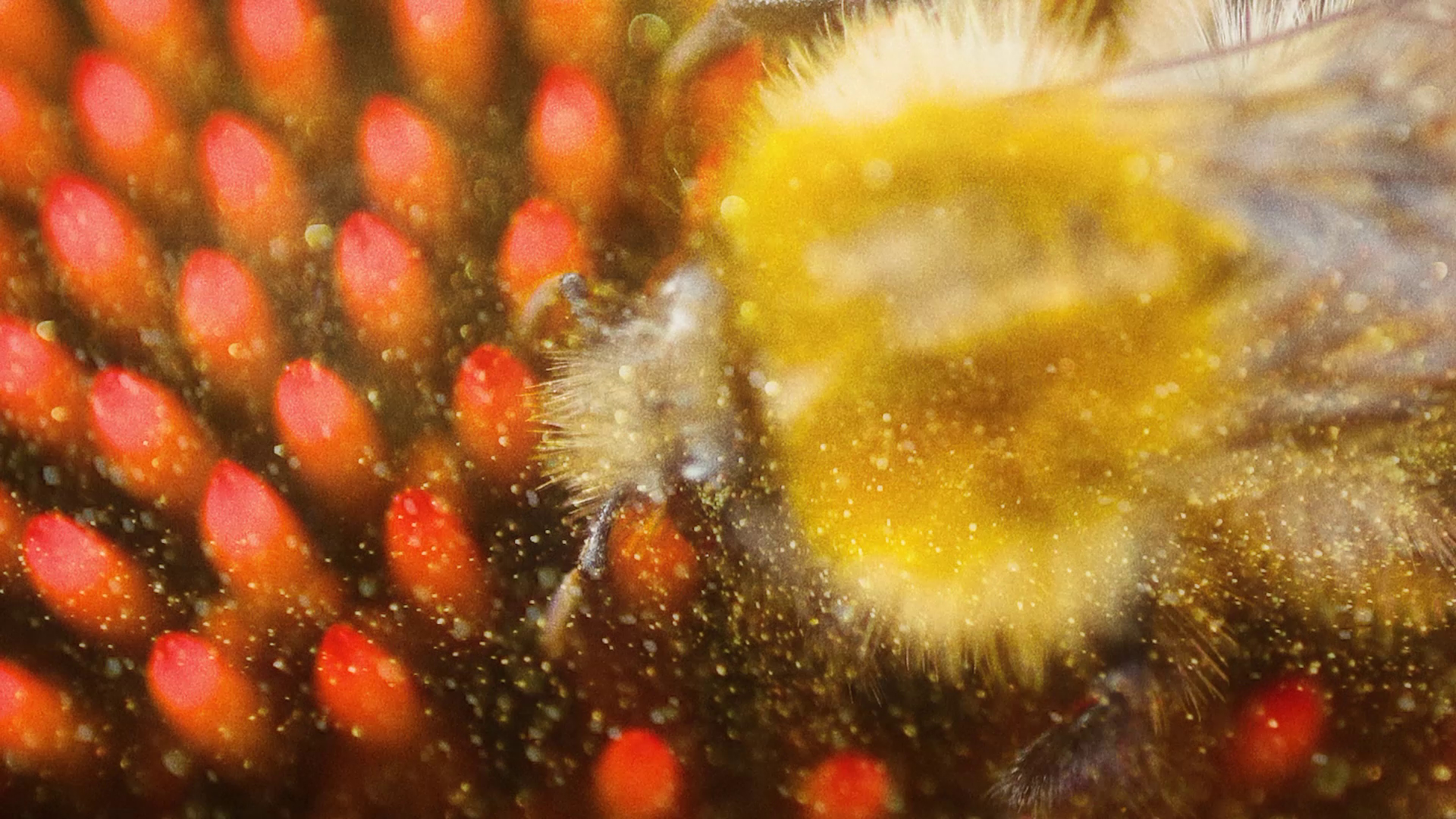Death of the Pollinators