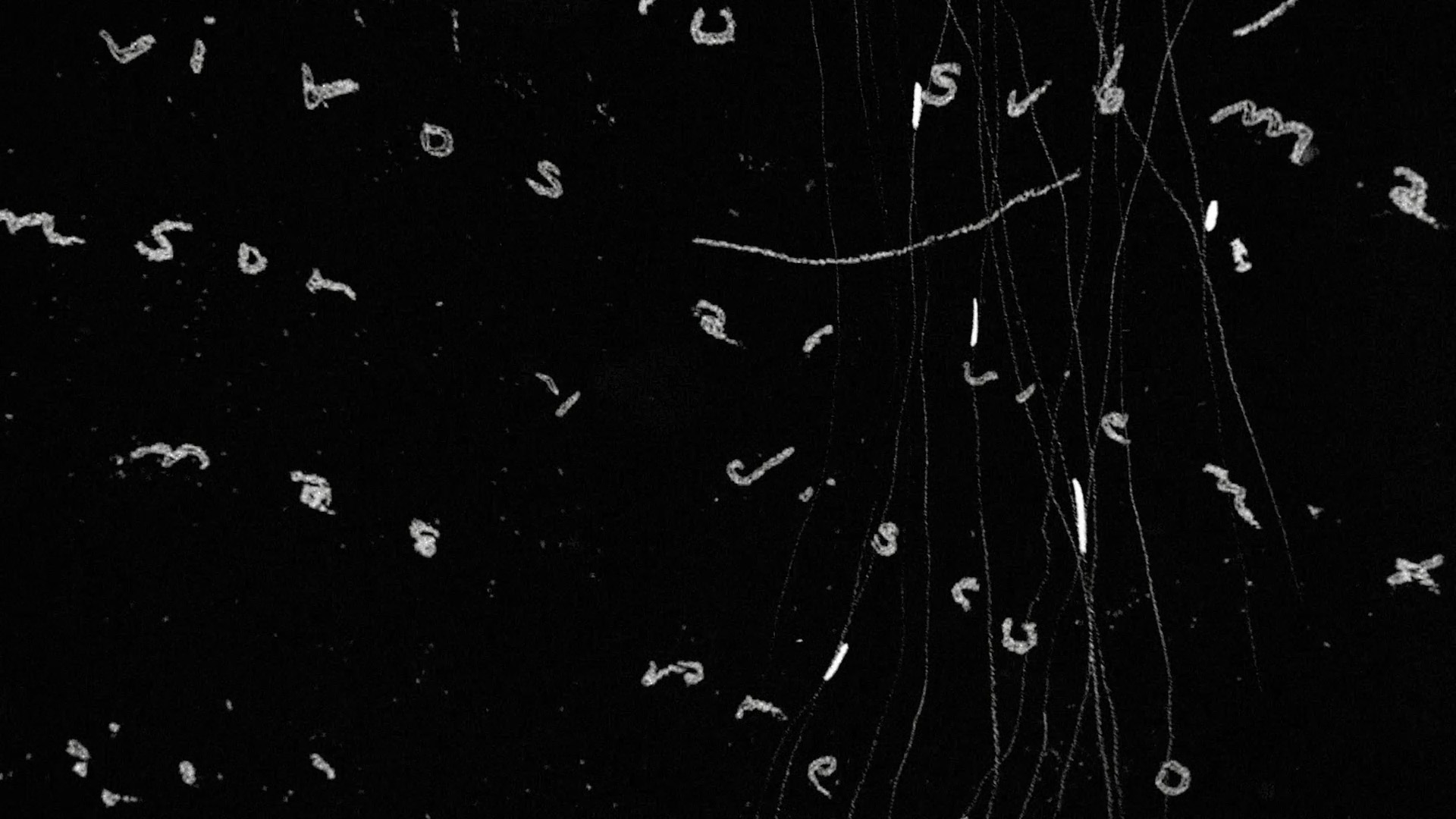 La Noche de la Especies