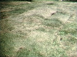 Untitled (Grass Breathing)